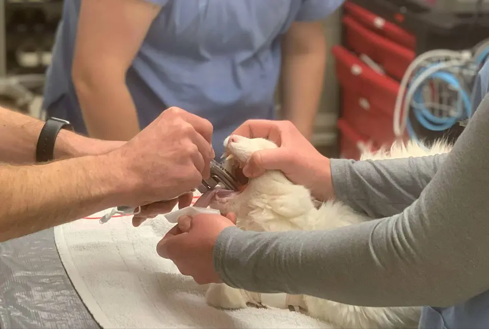 Feline intubation and anesthesia support