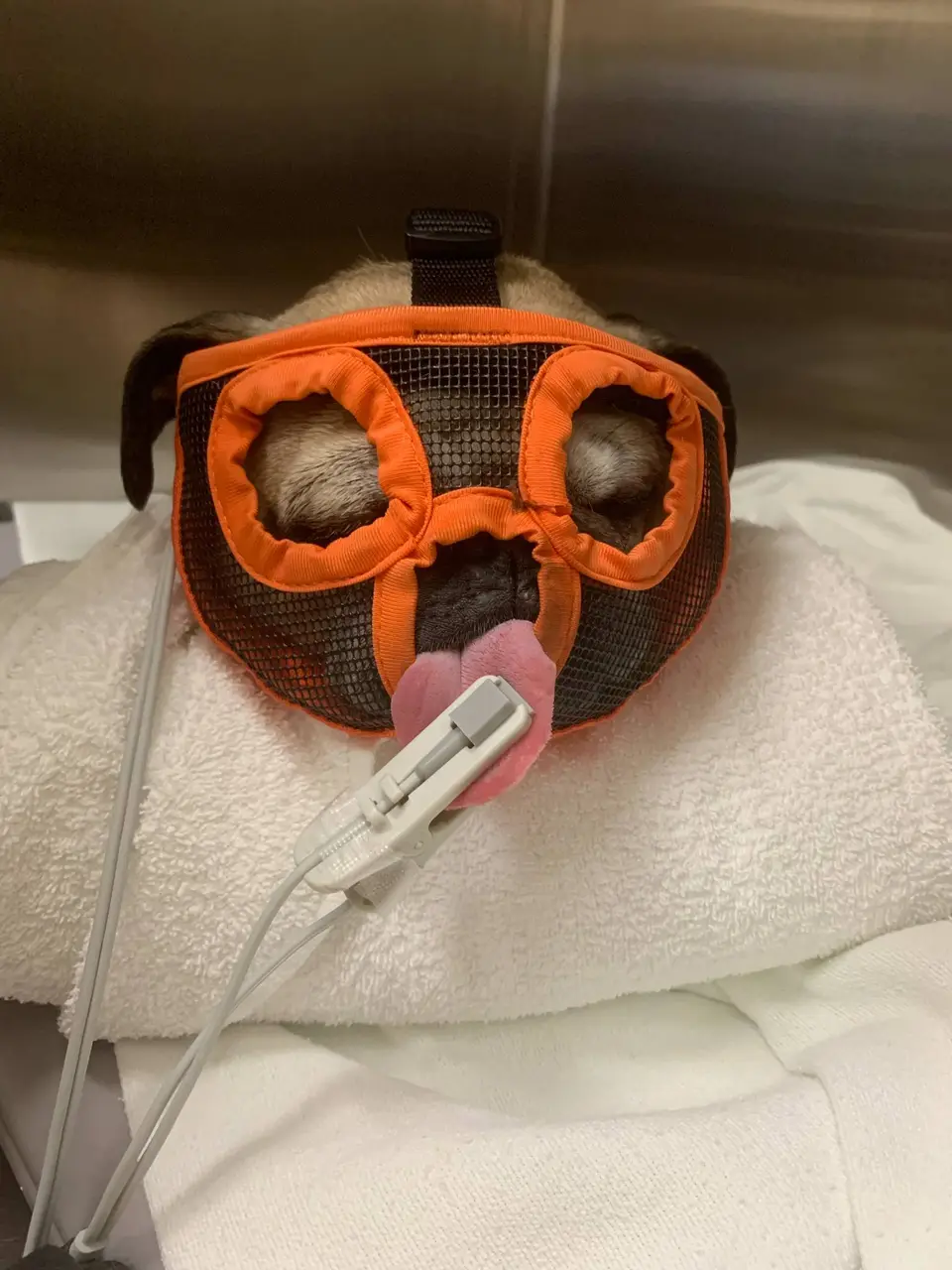 Canine anesthesia case support