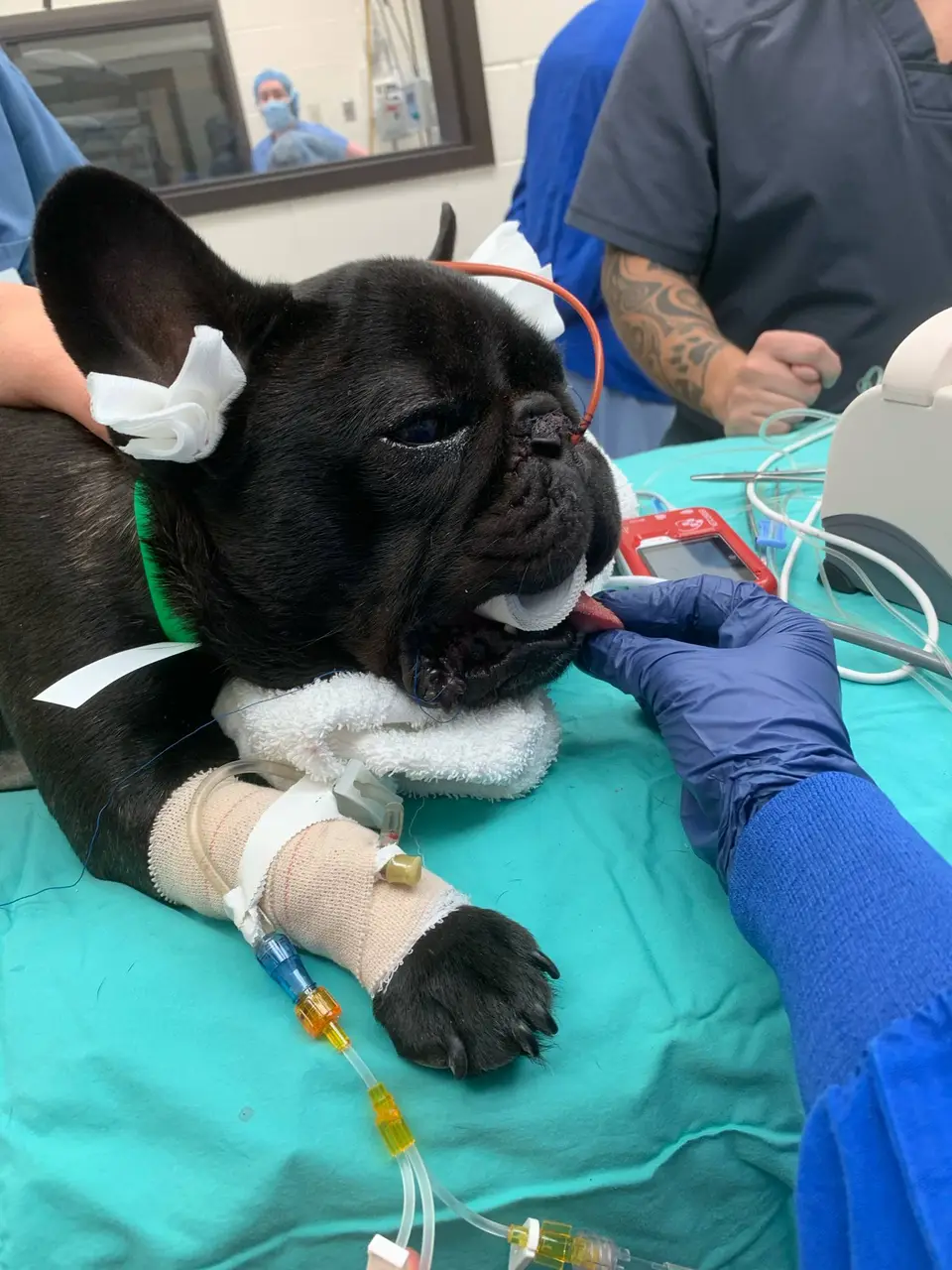 Dog patient under anesthetic care