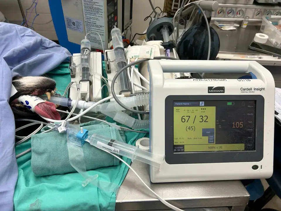 Dog under anesthesia with monitoring equipment