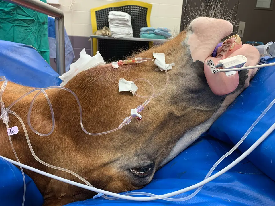 Equine anesthesia and perioperative care