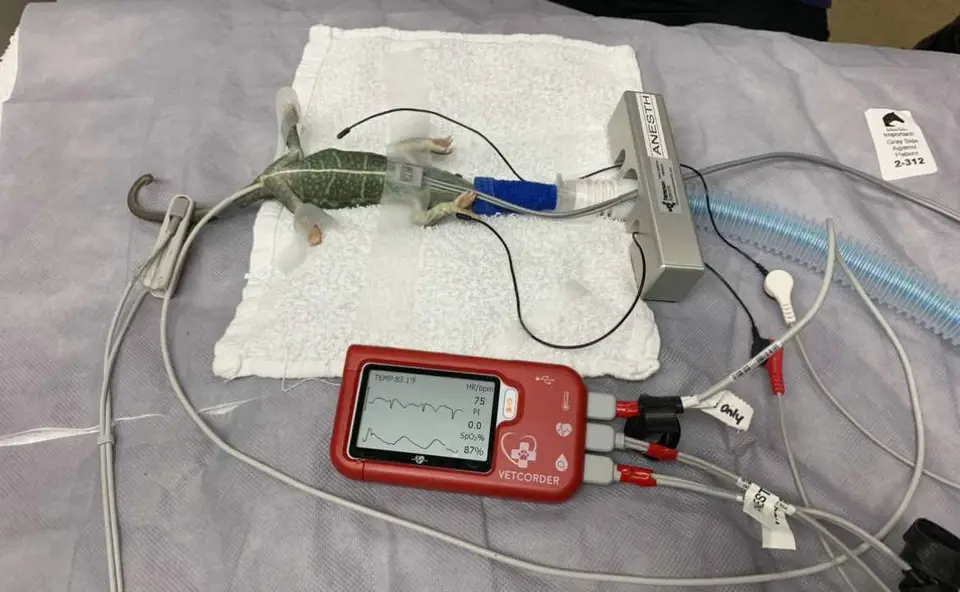 Reptile anesthesia case