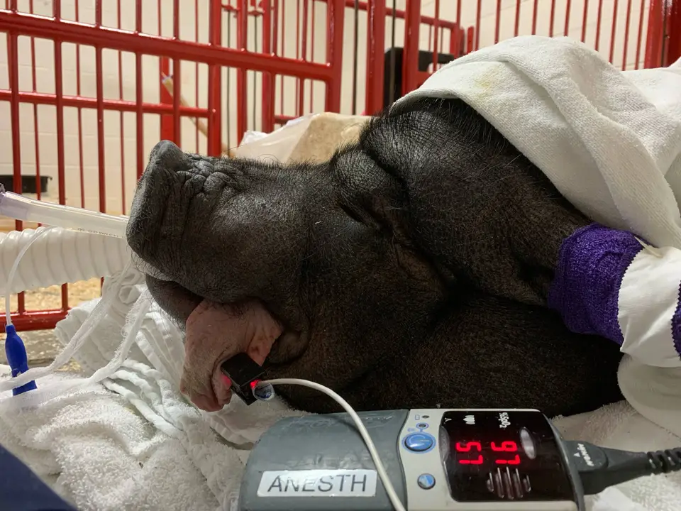 Large animal anesthesia preparation