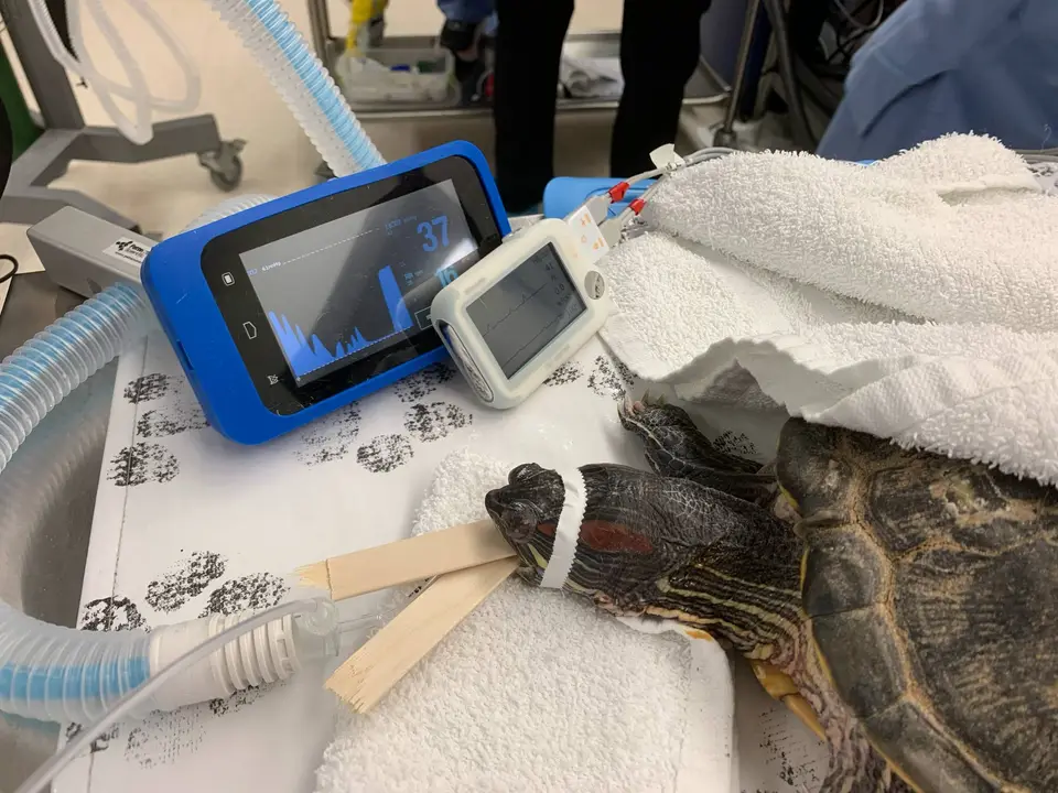 Exotic patient intubation and monitoring
