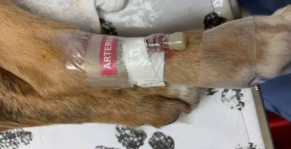 Limb support and perioperative preparation