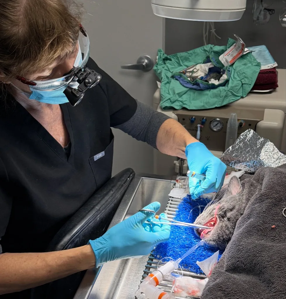 Veterinarian performing a dental extraction on an anesthetized cat