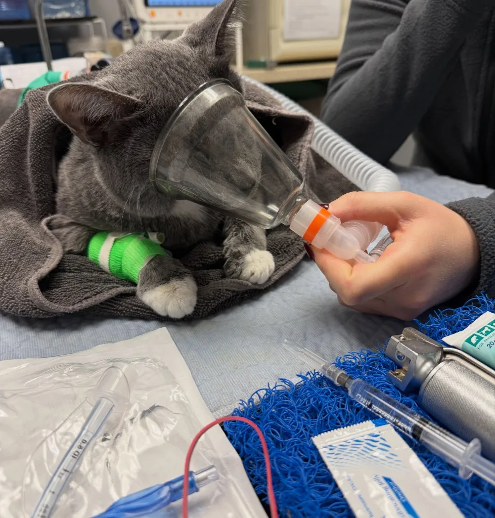 Gray cat receiving inhalant anesthesia via face mask while wrapped in a towel, with an IV catheter in place