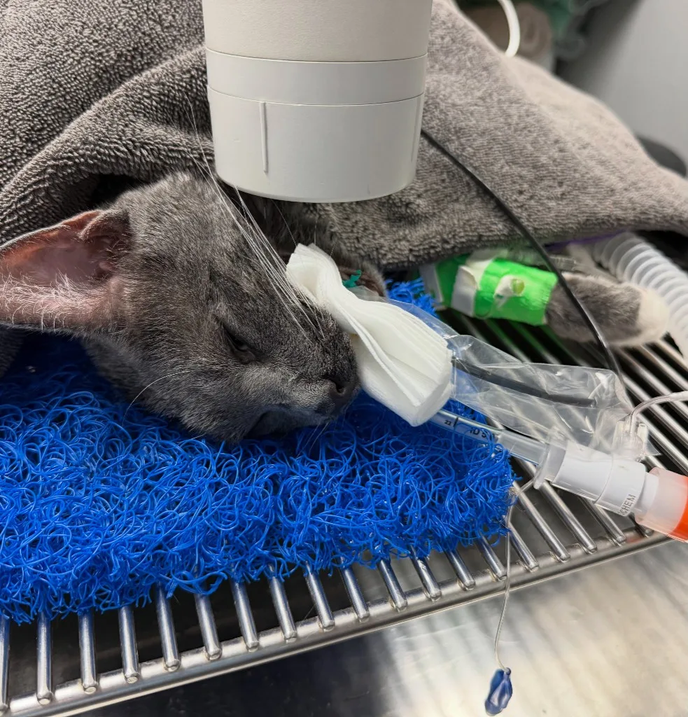Anesthetized gray cat on a warming surface with ophthalmic lubrication and IV fluids running