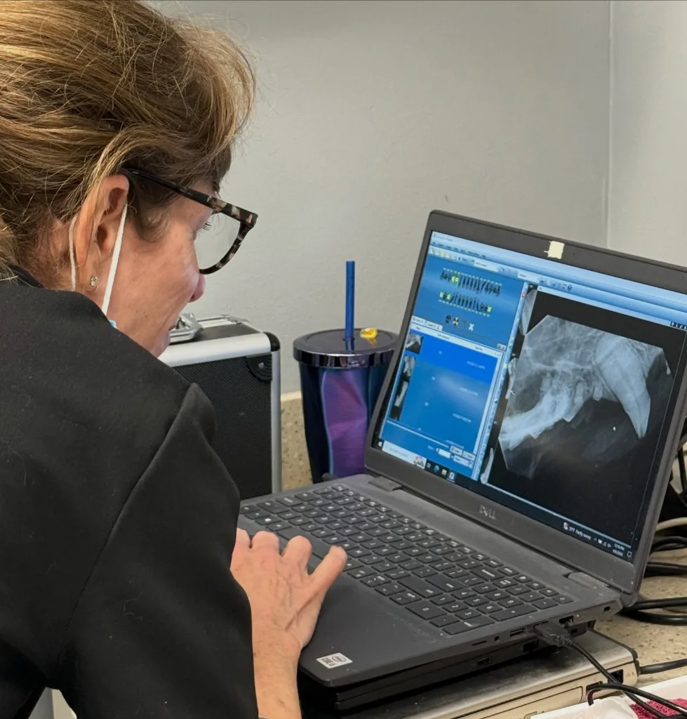 Veterinarian reviewing dental radiographs on a laptop during a feline dental procedure