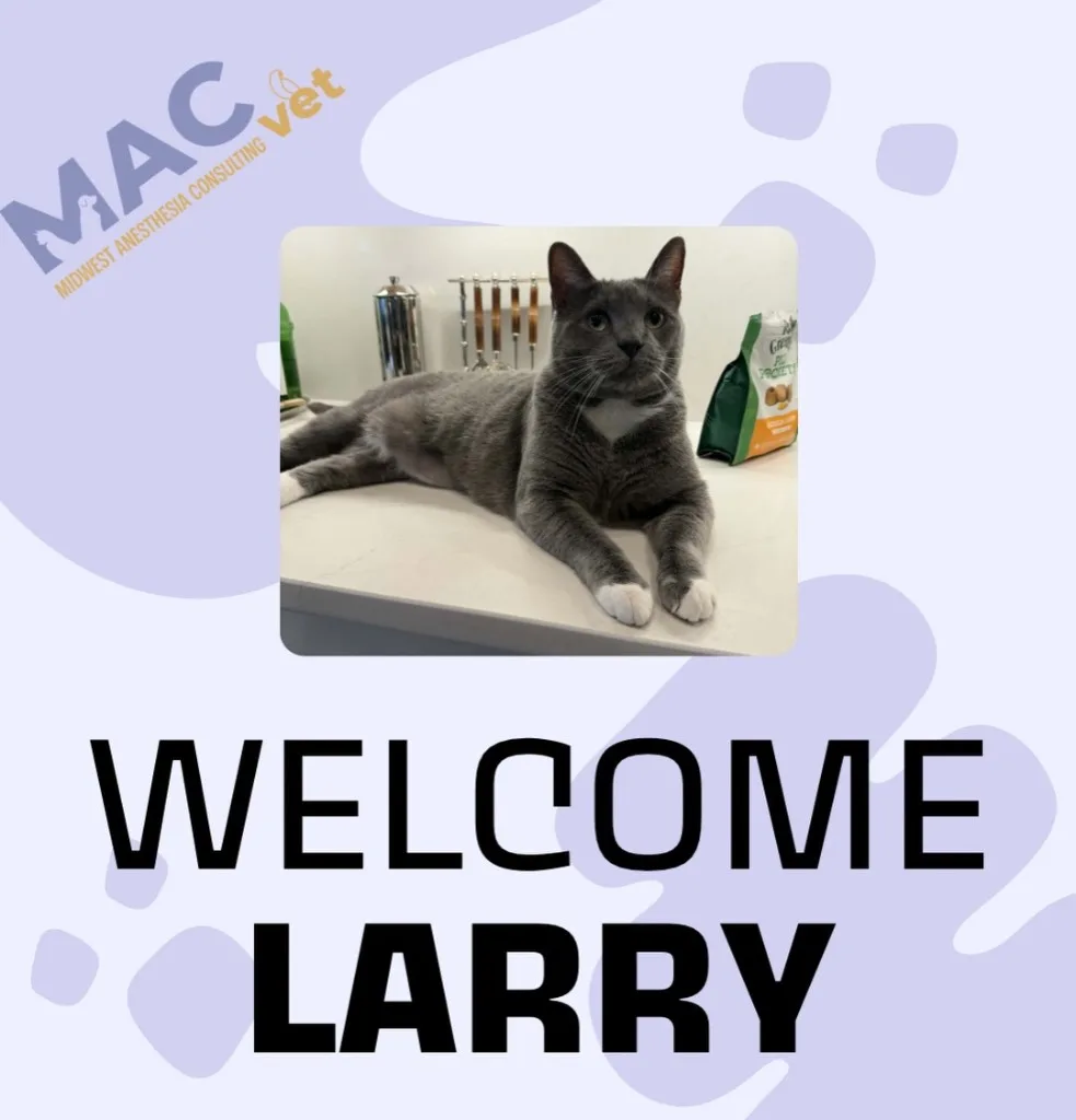 Welcome Larry — gray cat on an exam table at his primary vet, joining the MACvet Mindset