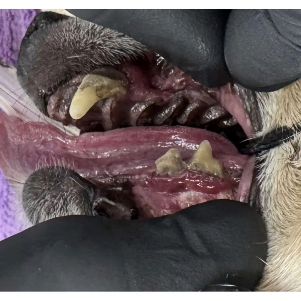 Pre-procedure intraoral photo of Tito showing dental disease