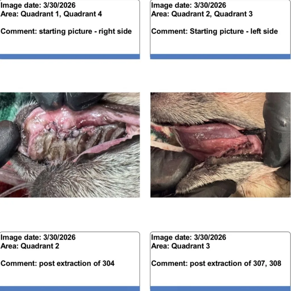 Dental chart photos of Tito’s four quadrants before and after extractions