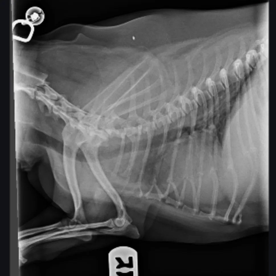 Lateral thoracic radiograph of Tito showing his cardiac silhouette