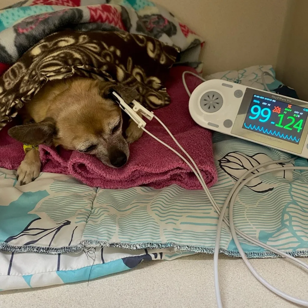 Tito recovering under a blanket with a pulse oximeter reading SpO2 99% and heart rate 124