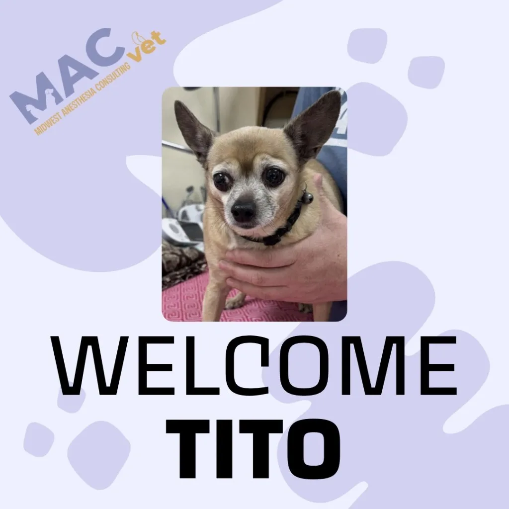 Welcome Tito — a small senior chihuahua featured on the MACvet welcome graphic