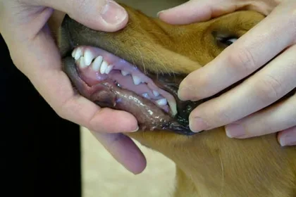 Buccal pouch of a dog — OTM (oral-transmucosal) administration site