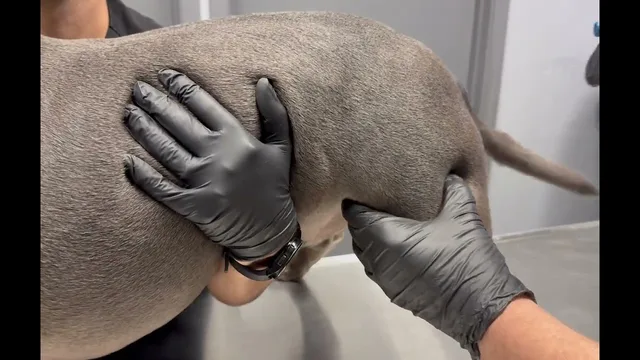 Epaxial muscle of a dog — IM (intramuscular) administration site