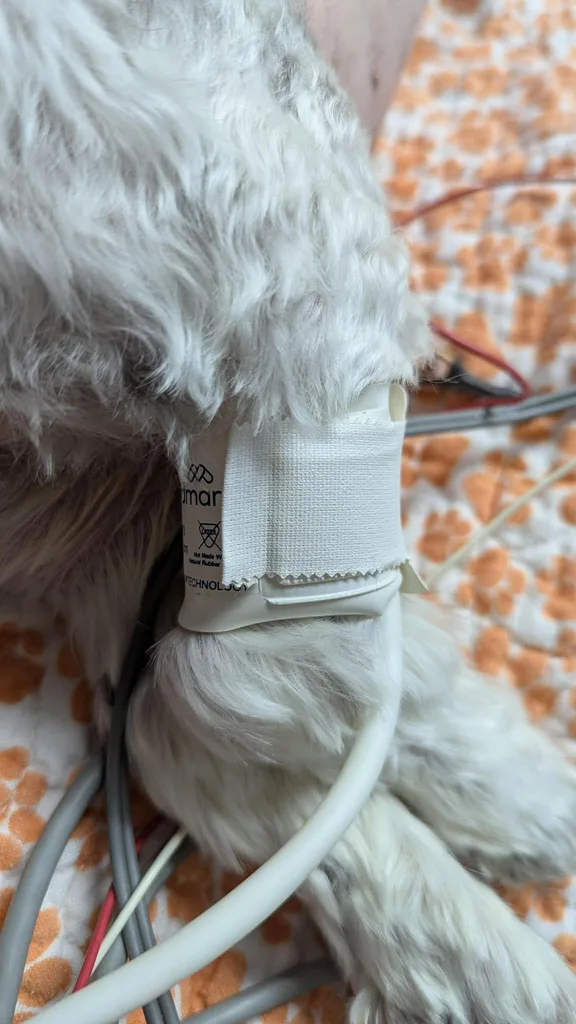 Blood pressure cuff secured with tape on a dog’s limb