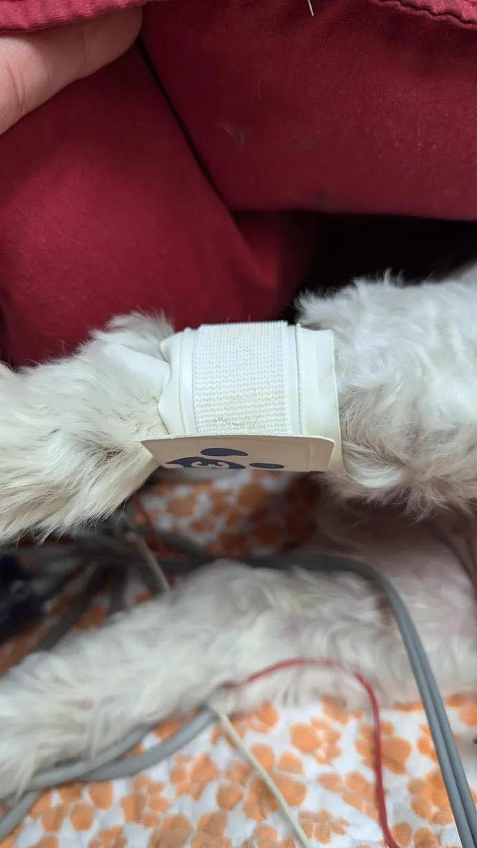Blood pressure cuff without tape on a dog’s limb
