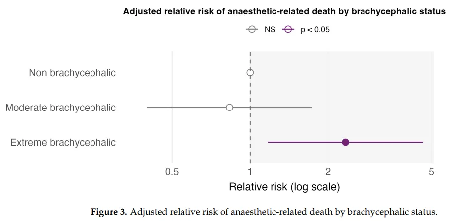 Figure 3: Adjusted relative risk of anaesthetic-related death by brachycephalic status, showing extreme brachycephalic cats at significantly higher risk