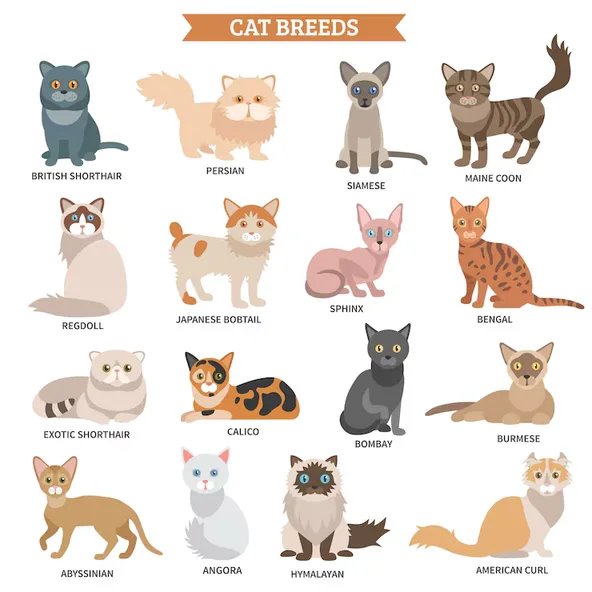 Illustration of various cat breeds including British Shorthair, Persian, Siamese, Maine Coon, and others