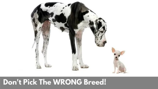 Large Great Dane next to a small Chihuahua illustrating size differences in dog breeds