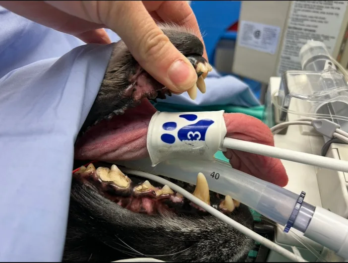 Close-up of a blood pressure cuff placed on a dog’s tongue during anesthesia
