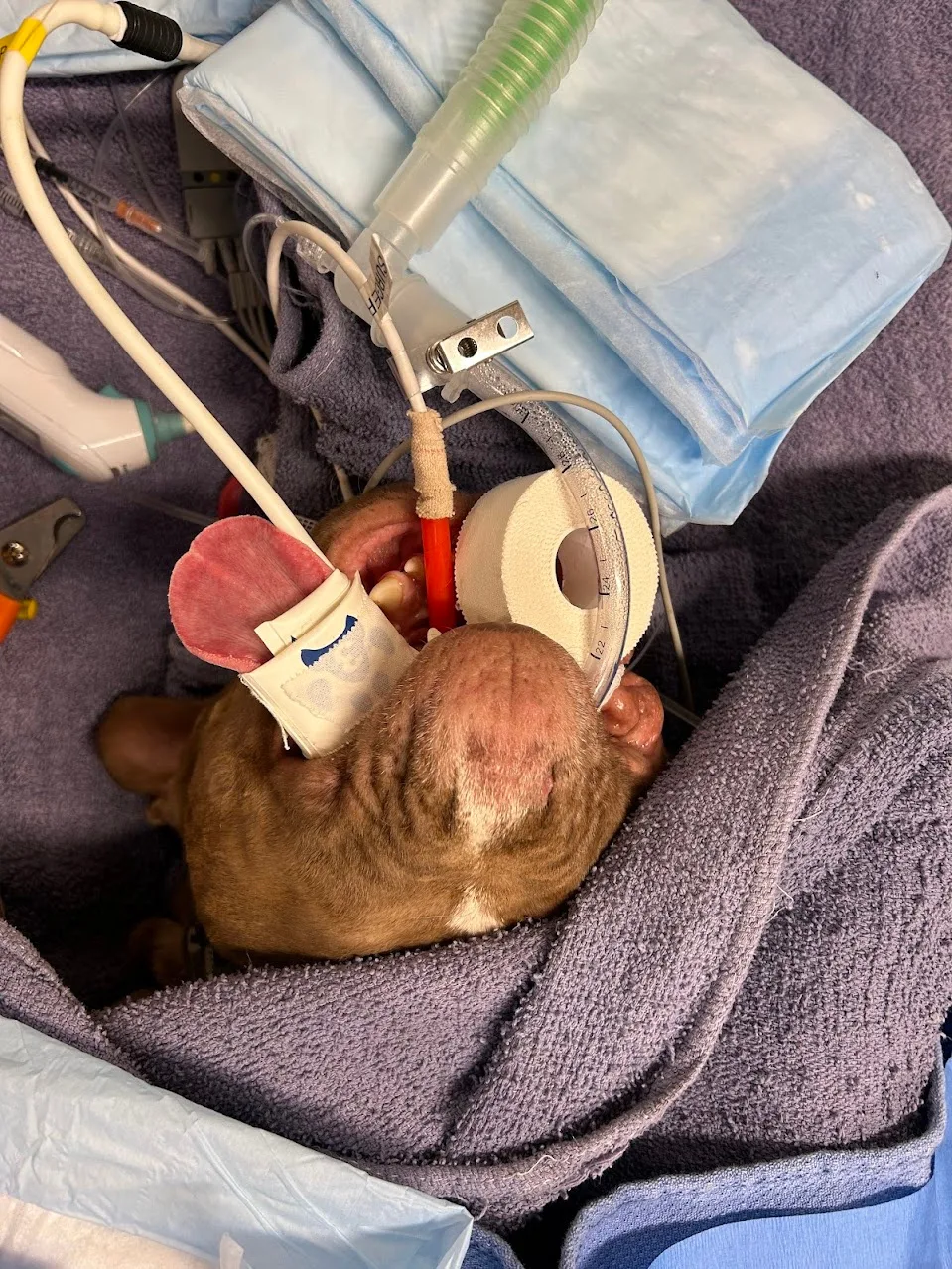 Wider view of a blood pressure cuff placed on a dog’s tongue during anesthesia