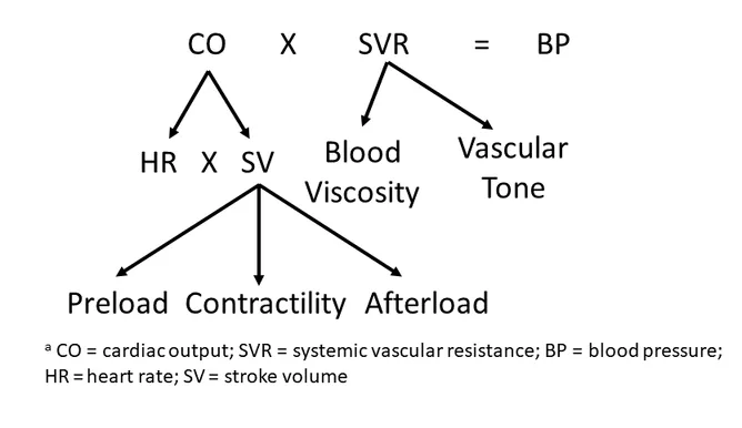 Diagram showing the relationship between cardiac output, systemic vascular resistance, and blood pressure