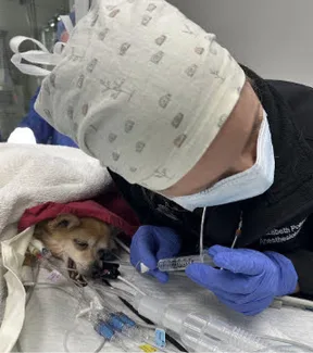 Anesthetist inflating a feline ETT cuff with a 3mL syringe