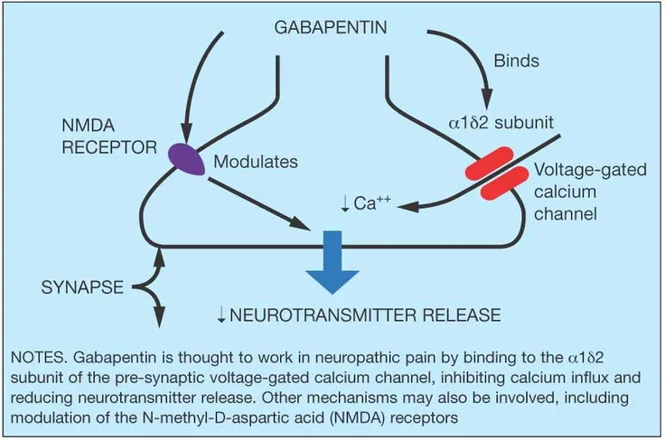 Diagram showing gabapentin’s mechanism of action: binding to voltage-gated calcium channel alpha-1/2 subunit, reducing neurotransmitter release, and modulating NMDA receptors