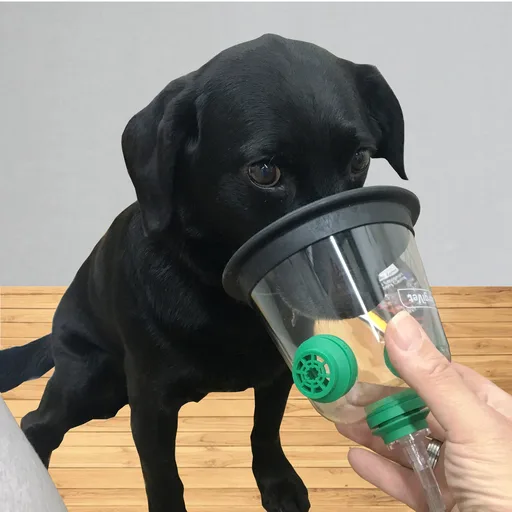 Dog receiving preoxygenation via facemask before anesthesia