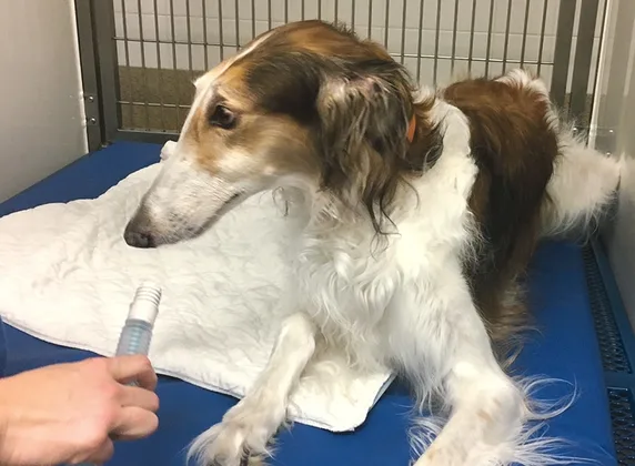 Dog receiving preoxygenation via flow-by technique